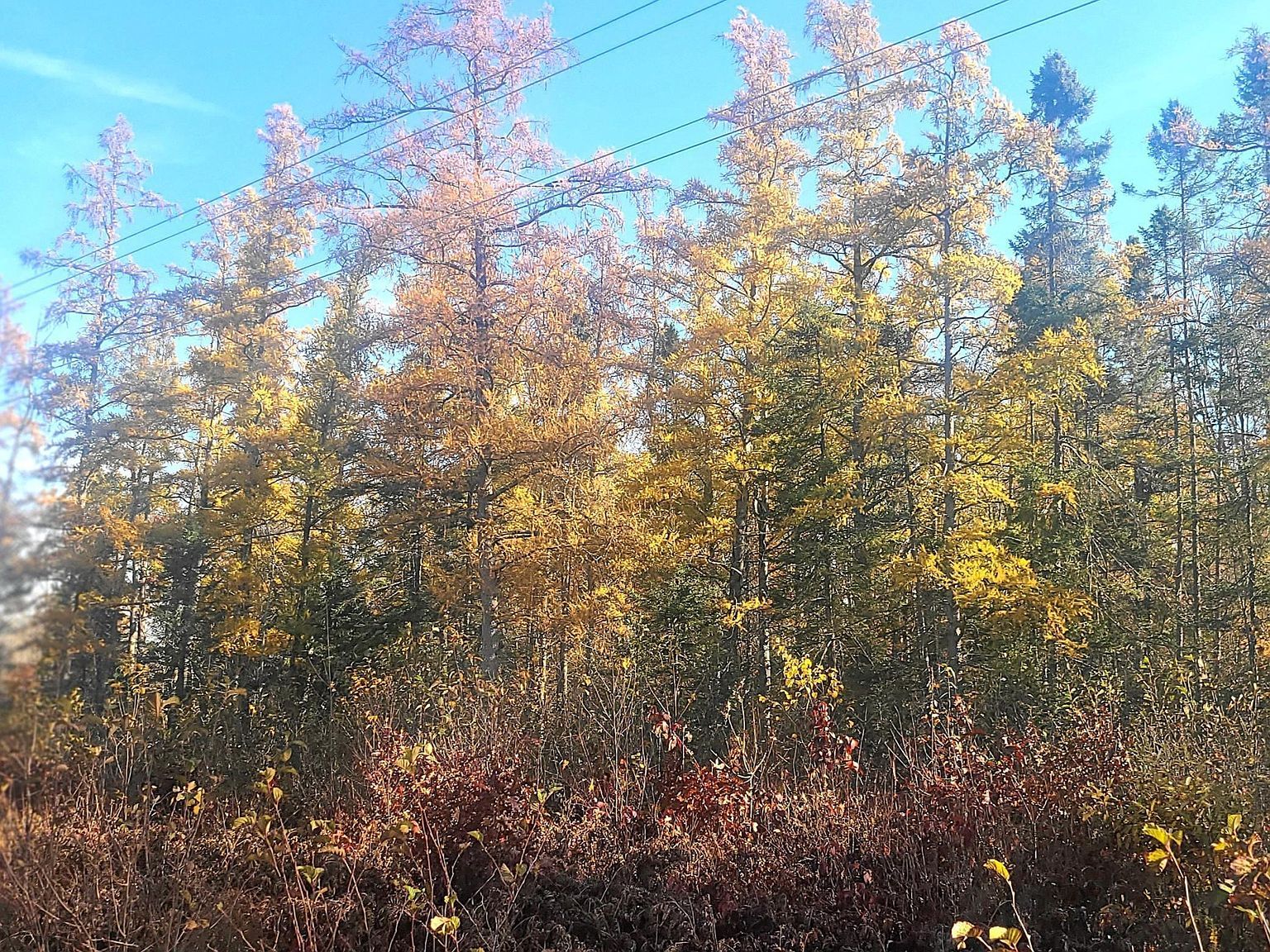 Us Highway 77 Minong, WI 54859 | Land/Lot