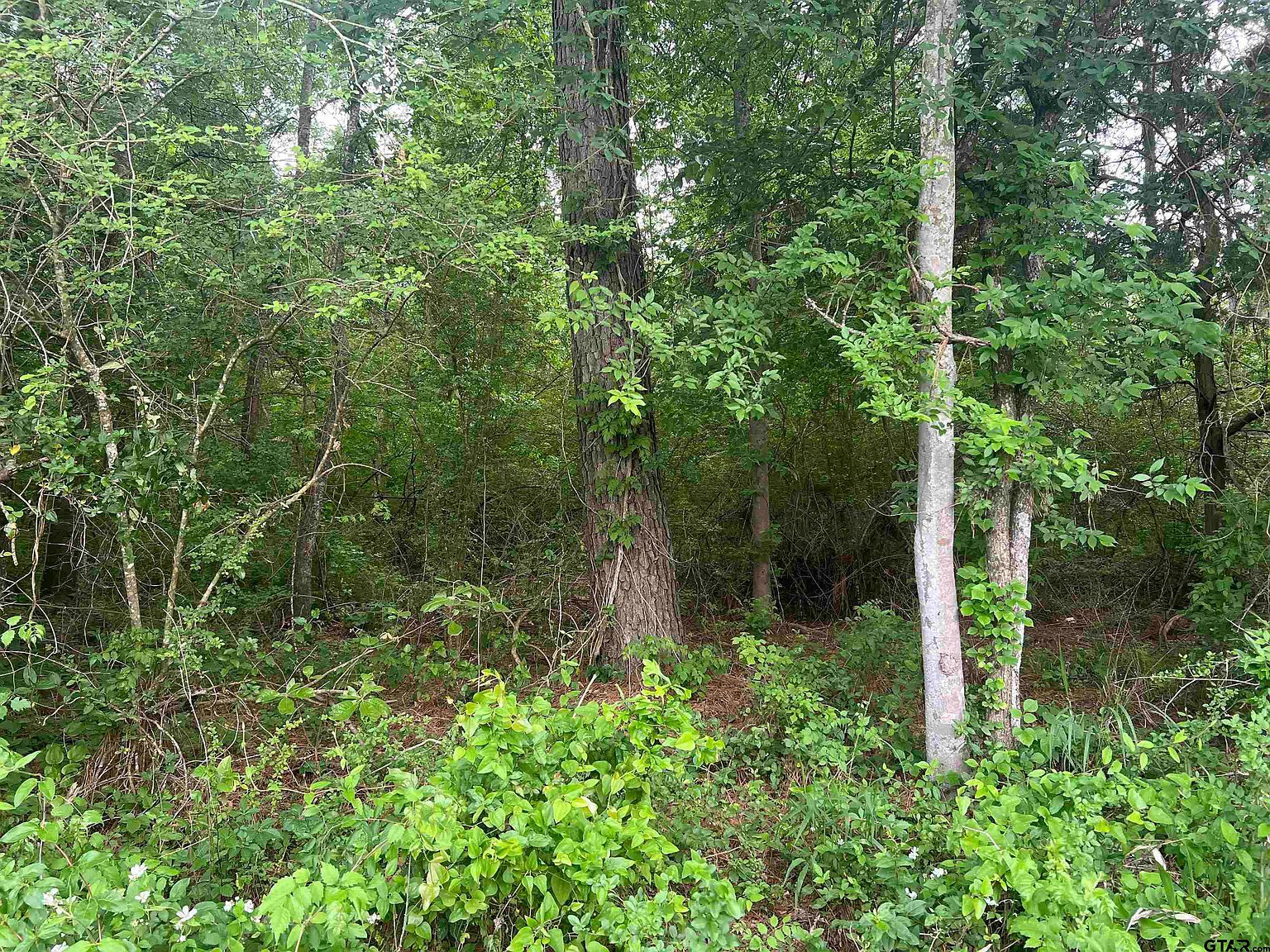 TRACT 1 County Road 477 W Henderson, TX 75654  | Land/Lot