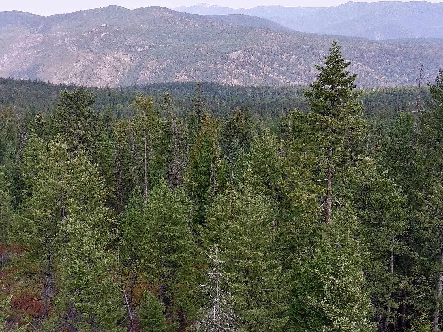 2784 Red Tail Way Colville, WA 99114 | Land/Lot