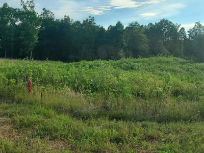 LOT 7 County Road 373 Crane Hill, AL 35053