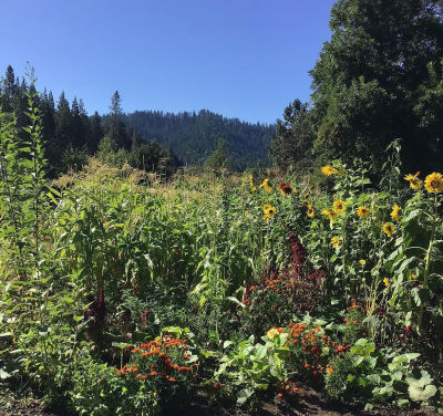 200 Humphrey Addition Rd Glendale, OR 97442