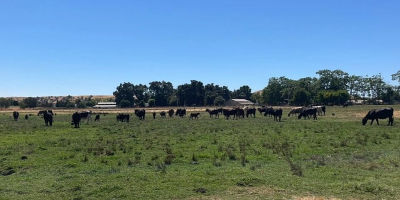 Morrison Rd Oakdale, CA 95361