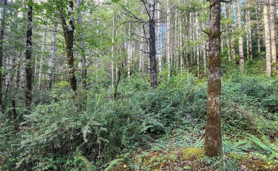 1400 E Jensen Rd Shelton, WA 98584