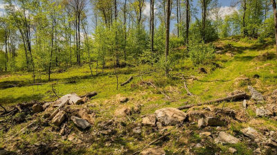 6A Gobbler Ridge Rd Sigel, PA 15860