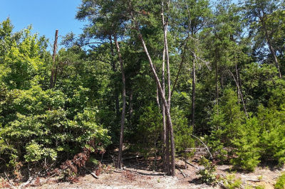 LOT 2 Flat Woods Rd Dandridge, TN 37725
