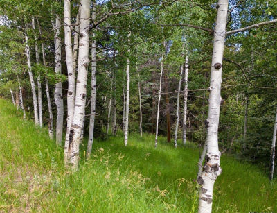 28380 Pine Trl Conifer, CO 80433