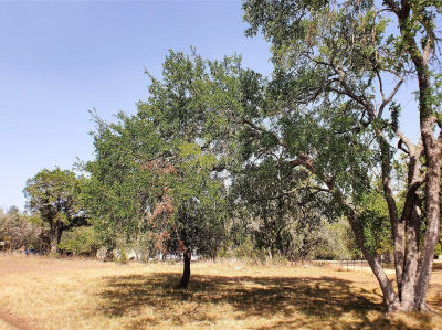 650 Beauchamp Rd Dripping Springs, TX 78620