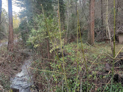 22895 S Fork Rd Twain Harte, CA 95383