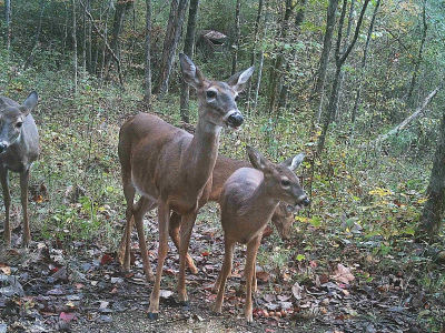 0 Kanasita Dr #1 Pell City, AL 35128