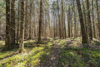 0 W Clover Rd S Winter, WI 54896