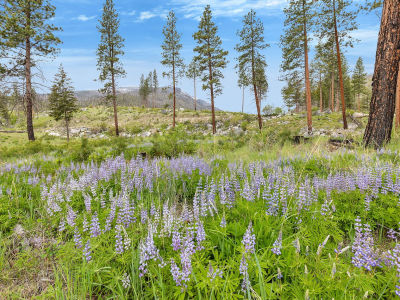 8 Roaring Lion Rd Hamilton, MT 59840