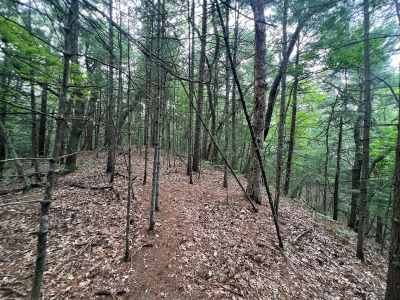 V/l A Lenox Ave Pentwater, MI 49449