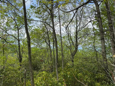 0 Cowee Mtn Bryson City, NC 28713