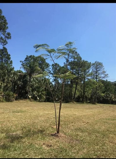 2370 Thacker Trl #141 Kissimmee, FL 34747