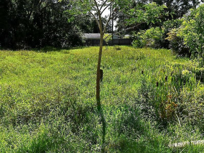 Olive Ave Lot 173 Nokomis, FL 34275