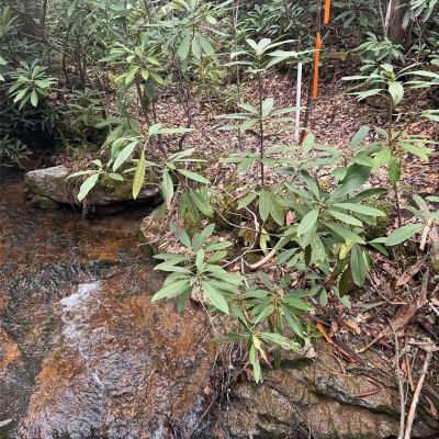 TRACT A Cherrywood Ln Pisgah Forest, NC 28768