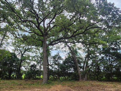 Lots 4 5 6 Holly Gln Murchison, TX 75778