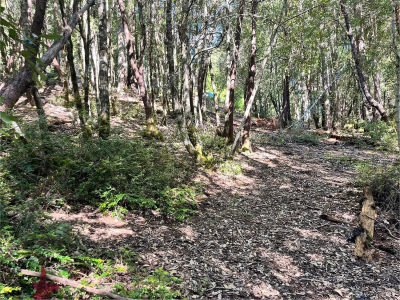 25143 Blue Jay Pl Willits, CA 95490