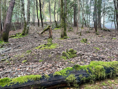 1451 Perch Way Willits, CA 95490