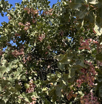 15502 10th Ave Hanford, CA 93230