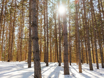 4811 Truax Lake Rd #10 Williamsburg, MI 49690
