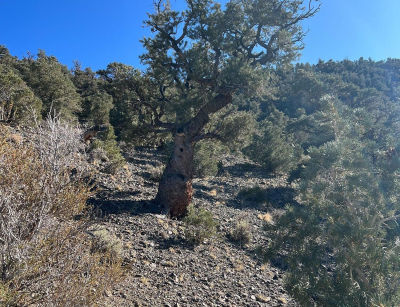 Apn #665121 Hawthorne, NV 89415