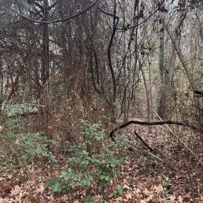 Mill Point Rd Chaptico, MD 20621