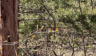 0 Holiday Shores Dr Bismarck, MO 63624