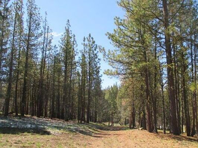 Partin Dr #2-3 Beatty, OR 97621