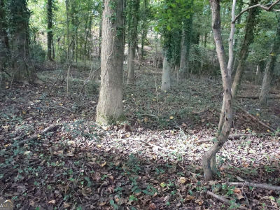 6 Pine Valley Dr Royston, GA 30662