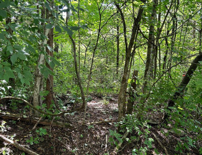 2184 Shadrick Ferry Rd Frankfort, KY 40601