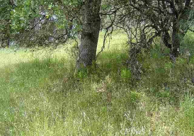 15709 Cache Creek Rd Clearlake Oaks, CA 95423