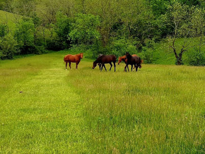 161 Central Pike Harrodsburg, KY 40330