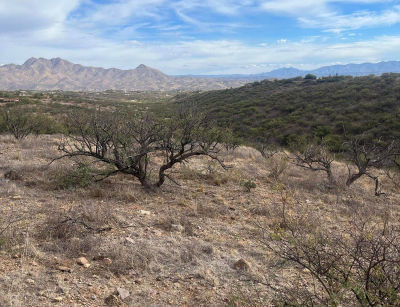 705 Camino Arruza #50 Rio Rico, AZ 85648