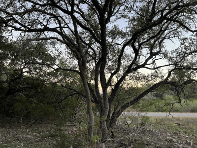 241 Longwood Drive, New Braunfels, TX, USA