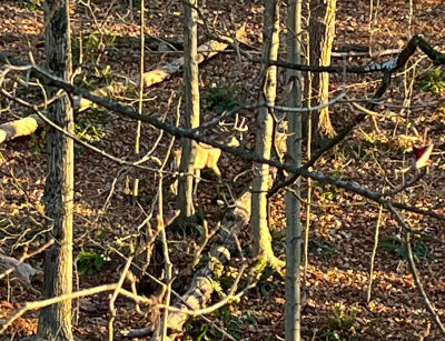 Grange Rd Mount Pocono, PA 18344