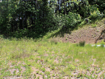 1482 Canyonville Riddle Rd Riddle, OR 97469