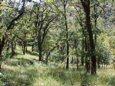 345 Sierra Dr Roseburg, OR 97471