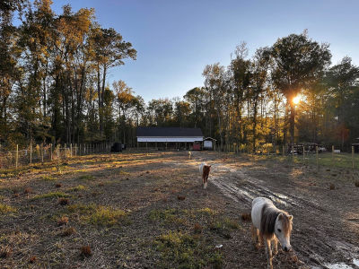 0 Sullivans Ferry Rd Cottageville, SC 29435