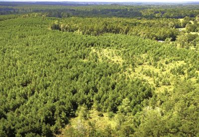 Stutts Hill Rd Livingston, TX 77351