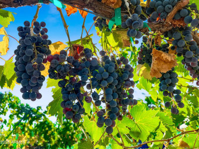 15875 S Walnut Grove Rd Kirkland, AZ 86332