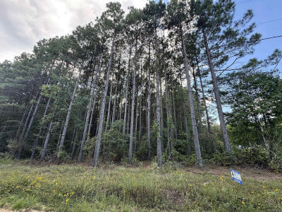 7214 Jericho Rd Pine Bluff, AR 71603