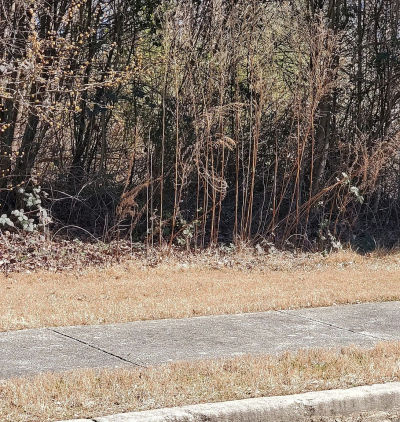 3452 Tiffany Cove Dr Loganville, GA 30052