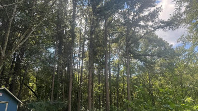 194 An County Rd #334 Palestine, TX 75803