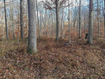 Jack Run Rd Bridgeport, WV 26330