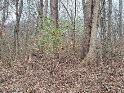 0 Jack Run Rd Bridgeport, WV 26330