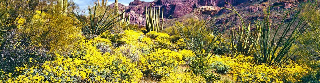 Claudia H Wilson Top real estate agent in Florence