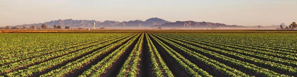 Debbie Dimas Top real estate agent in Yuma