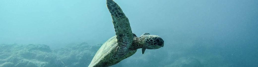 Seneshaw Albert Top real estate agent in North Myrtle Beach