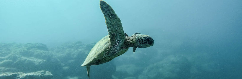 Thomas Crone Top real estate agent in Sarasota